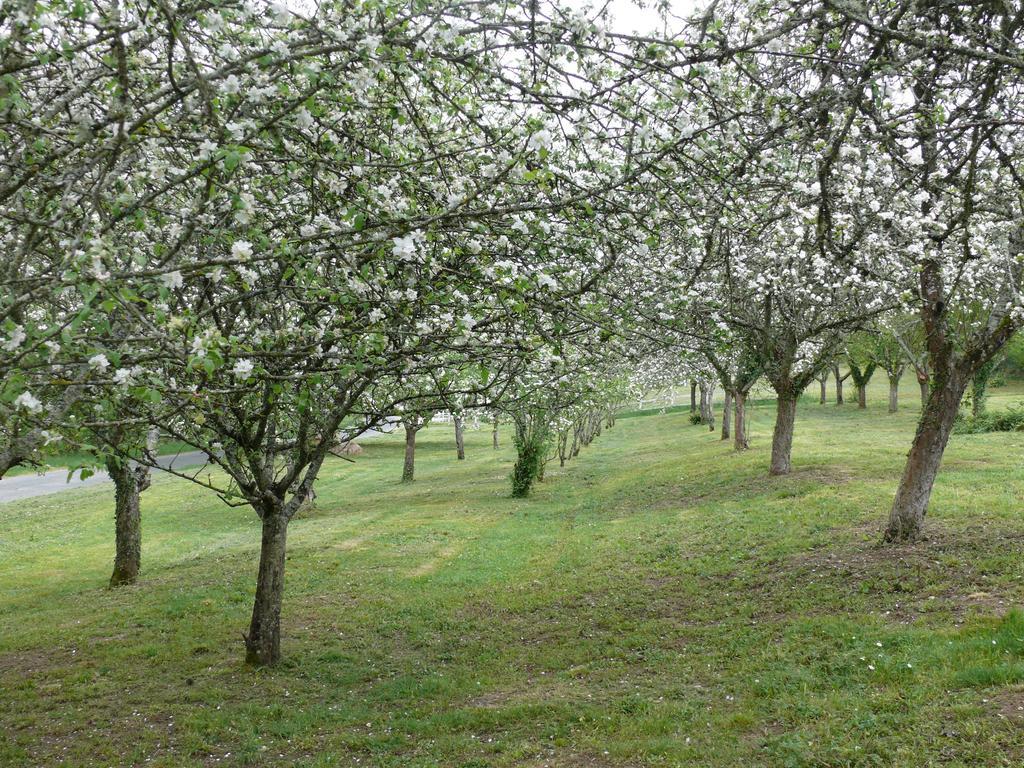 Domaine De Lamassas Panzió Hautefage-la-Tour Kültér fotó
